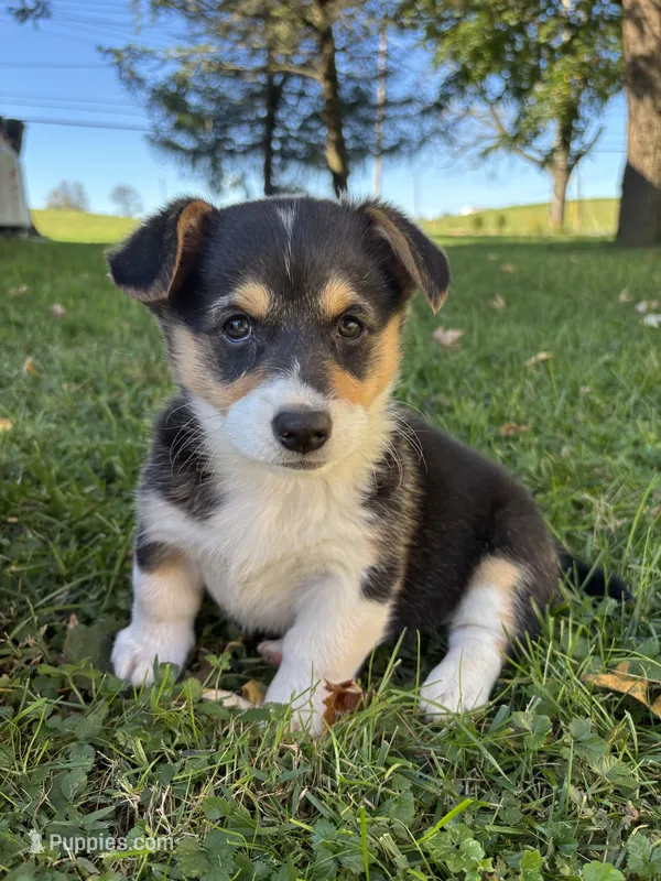 Juno – Pembroke Welsh Corgi puppy for sale in Newville, PA