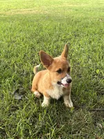 Winnie, a female Pembroke Welsh Corgi for sale in Newville, PA – 2 of 2