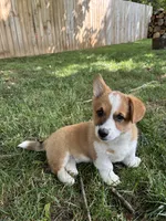 Peaches, a female Pembroke Welsh Corgi for sale in Newville, PA – 2 of 4