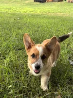 Peaches, a female Pembroke Welsh Corgi for sale in Newville, PA – 3 of 3