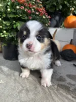 Bud, a male Pembroke Welsh Corgi for sale in Newville, PA – 3 of 4