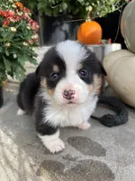 Bud, a male Pembroke Welsh Corgi for sale in Newville, PA – 2 of 4