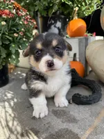 Juno, a female Pembroke Welsh Corgi for sale in Newville, PA – 1 of 5