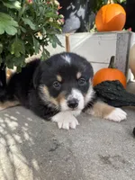 Scooter, a male Pembroke Welsh Corgi for sale in Newville, PA – 4 of 4