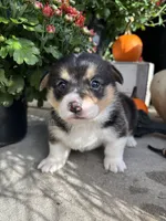 Juno, a female Pembroke Welsh Corgi for sale in Newville, PA – 5 of 5