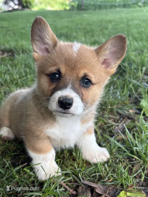 Winnie – Pembroke Welsh Corgi puppy for sale in Newville, PA