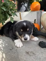 Scooter, a male Pembroke Welsh Corgi for sale in Newville, PA – 3 of 4