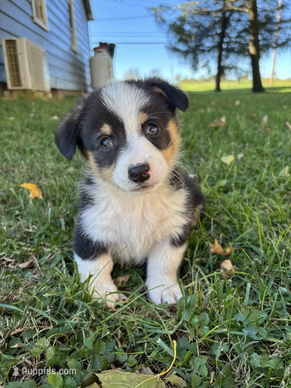 Bud – Pembroke Welsh Corgi puppy for sale in Newville, PA