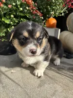 Juno, a female Pembroke Welsh Corgi for sale in Newville, PA – 4 of 5