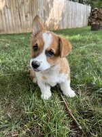 Peaches, a female Pembroke Welsh Corgi for sale in Newville, PA – 4 of 4