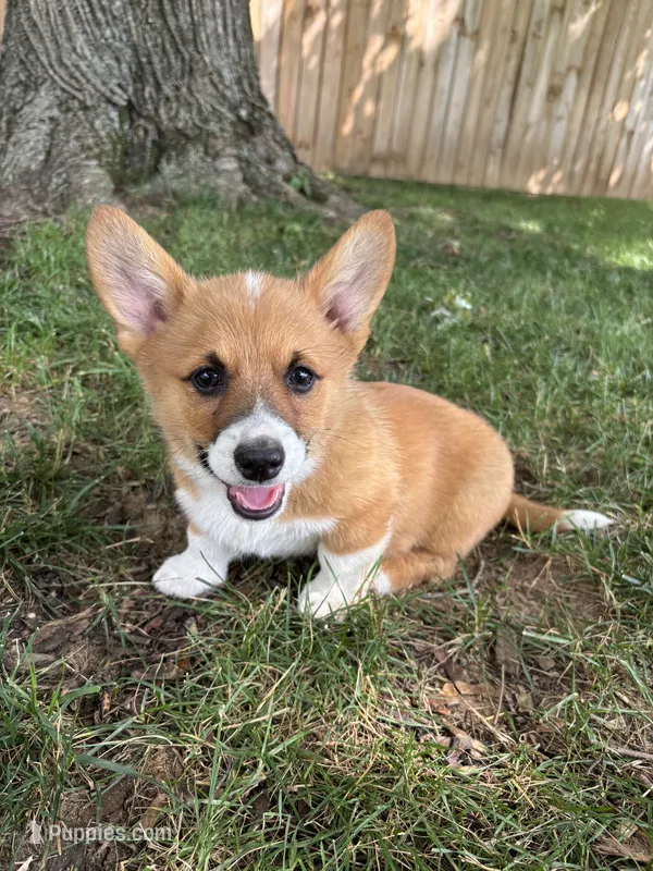 Winnie – Pembroke Welsh Corgi puppy for sale in Newville, PA