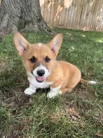 Winnie, a female Pembroke Welsh Corgi for sale in Newville, PA – 1 of 4