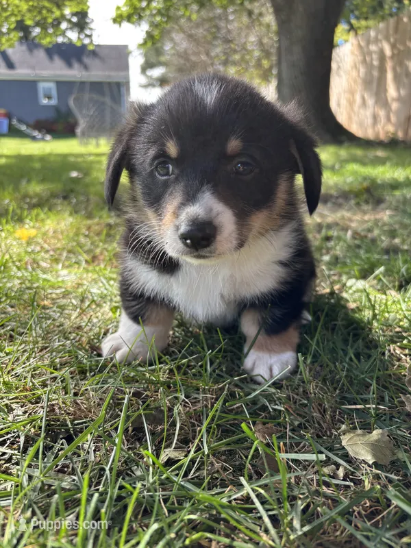Scooter – Pembroke Welsh Corgi puppy for sale in Newville, PA