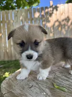 Winnie, a female Pembroke Welsh Corgi for sale in Newville, PA – 6 of 6
