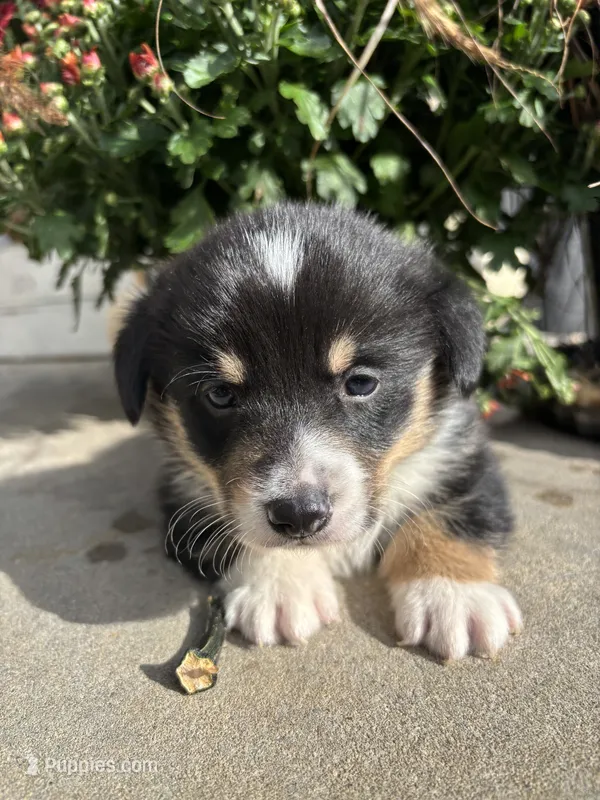 Scooter – Pembroke Welsh Corgi puppy for sale in Newville, PA