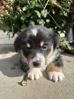 Scooter, a male Pembroke Welsh Corgi for sale in Newville, PA – 1 of 4