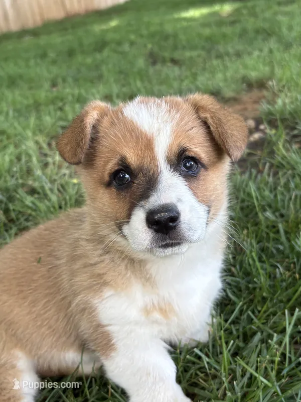 Peaches – Pembroke Welsh Corgi puppy for sale in Newville, PA