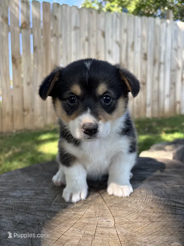 Juno – Pembroke Welsh Corgi puppy for sale in Newville, PA