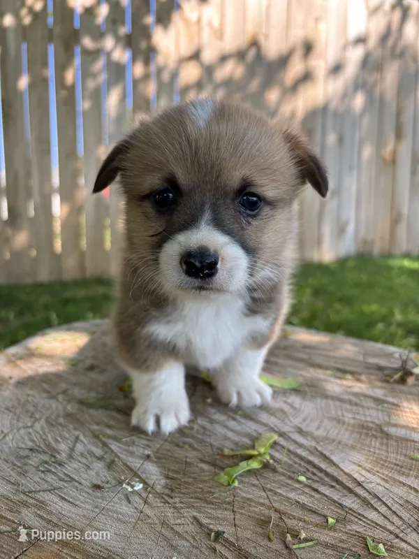 Winnie – Pembroke Welsh Corgi puppy for sale in Newville, PA