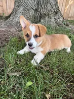 Peaches, a female Pembroke Welsh Corgi for sale in Newville, PA – 3 of 4