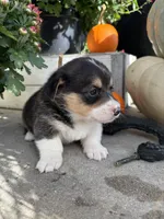 Juno, a female Pembroke Welsh Corgi for sale in Newville, PA – 2 of 5