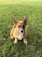 Winnie, a female Pembroke Welsh Corgi for sale in Newville, PA – 1 of 2