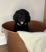 Reina , a female Goldendoodle for sale in Macclenny, FL – Photo 4 of 6