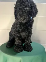 Reina , a female Goldendoodle for sale in Macclenny, FL – Photo 6 of 6