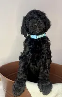 Reina , a female Goldendoodle for sale in Macclenny, FL – Photo 3 of 6