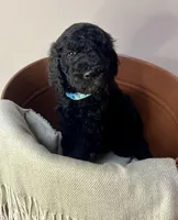 Reina , a female Goldendoodle for sale in Macclenny, FL – Photo 1 of 6