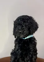 Reina , a female Goldendoodle for sale in Macclenny, FL – Photo 2 of 6