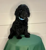 Reina , a female Goldendoodle for sale in Macclenny, FL – Photo 5 of 6