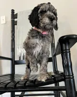 Bennett, a female Goldendoodle for sale in Macclenny, FL – Photo 6 of 6