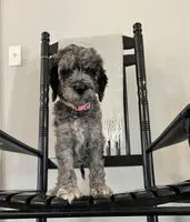 Bennett, a female Goldendoodle for sale in Macclenny, FL – Photo 4 of 6