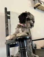 Bennett, a female Goldendoodle for sale in Macclenny, FL – Photo 5 of 6