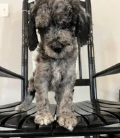 Bennett, a female Goldendoodle for sale in Macclenny, FL – Photo 3 of 6