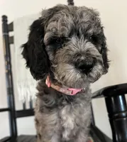 Bennett, a female Goldendoodle for sale in Macclenny, FL – Photo 2 of 6