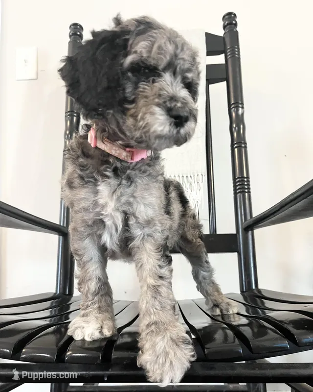 Bennett – Goldendoodle puppy for sale in Macclenny, FL