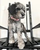 Bennett, a female Goldendoodle for sale in Macclenny, FL – Photo 1 of 6