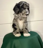 Nola , a female Goldendoodle for sale in Macclenny, FL – Photo 5 of 7