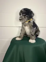 Nola , a female Goldendoodle for sale in Macclenny, FL – Photo 7 of 7