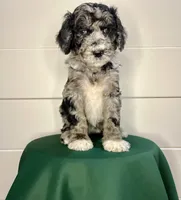 Nola , a female Goldendoodle for sale in Macclenny, FL – Photo 6 of 7