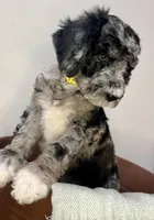 Nola , a female Goldendoodle for sale in Macclenny, FL – Photo 2 of 7