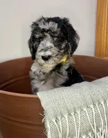 Nola , a female Goldendoodle for sale in Macclenny, FL – Photo 3 of 7