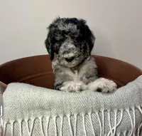 Nola , a female Goldendoodle for sale in Macclenny, FL – Photo 4 of 7