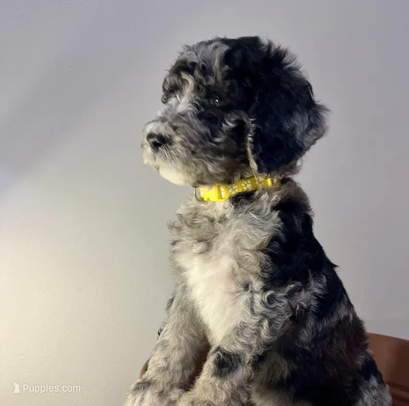 Nola  – Goldendoodle puppy for sale in Macclenny, FL