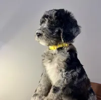 Nola , a female Goldendoodle for sale in Macclenny, FL – Photo 1 of 7