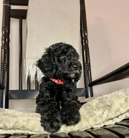 Kingston, a male Goldendoodle for sale in Macclenny, FL – Photo 2 of 9