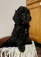 Kingston, a male Goldendoodle for sale in Macclenny, FL – Photo 6 of 9