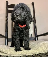 Kingston, a male Goldendoodle for sale in Macclenny, FL – Photo 4 of 9